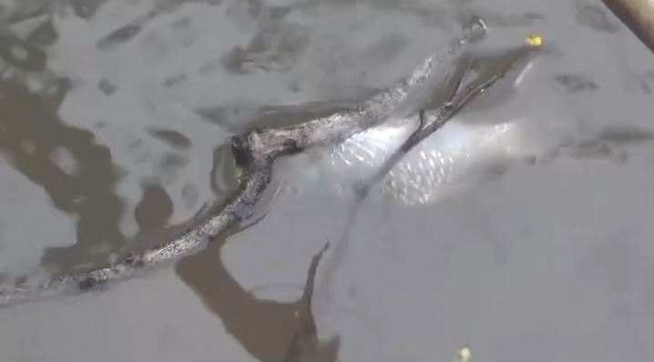 Sungai Tercemar Limbah Pabrik Kelapa Sawit