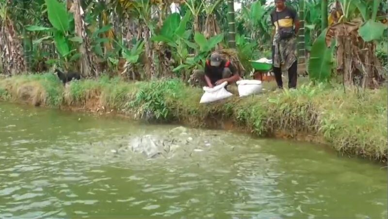 Harga Pakan Ikan Naik, Pendapatan Petani Turun Hingga 50 Persen