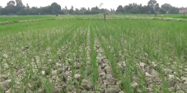 Dampak Musim Kemarau