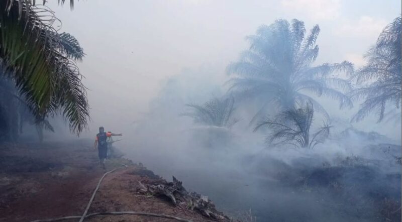 Karhutla: Puluhan Hektar Lahan Terbakar, Petugas Lakukan Pemadaman Selama 6 Hari