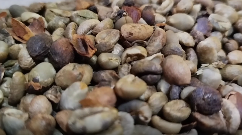 pedagang biji kopi di kota Sungai Penuh