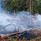 Karhutla Tebo Meningkat, 12 Hektare Lahan Terbakar Selama Agustus